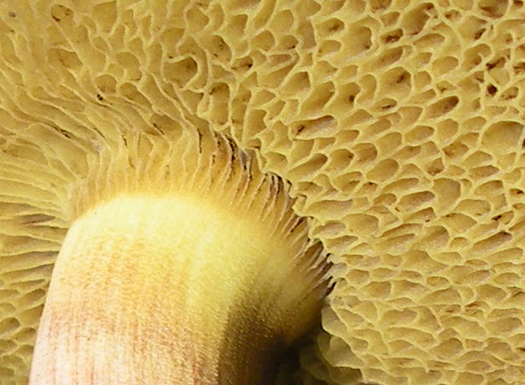 Porcini emiliani: Xerocomus ferrugineus?